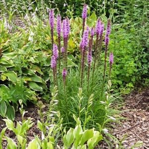 Meet your Posher, May